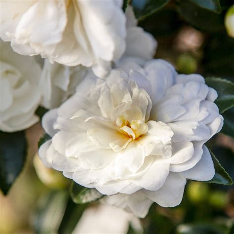 October Magic Bride Camellias: The Symbol of Eternal Love